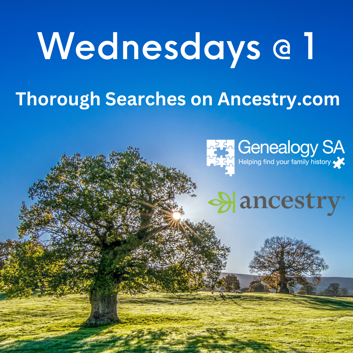A tree in a green field. Text: Wednesdays @ 1, Thorough searches on ancestry.com